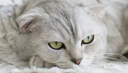 爱游戏体育-国内足球联赛热度持续升温，球队战术全面升级，足球联赛强度