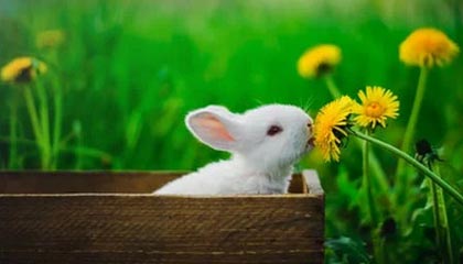 爱游戏app下载-英超冠军争夺：悬念激烈，精彩纷呈！，英超冠军分析