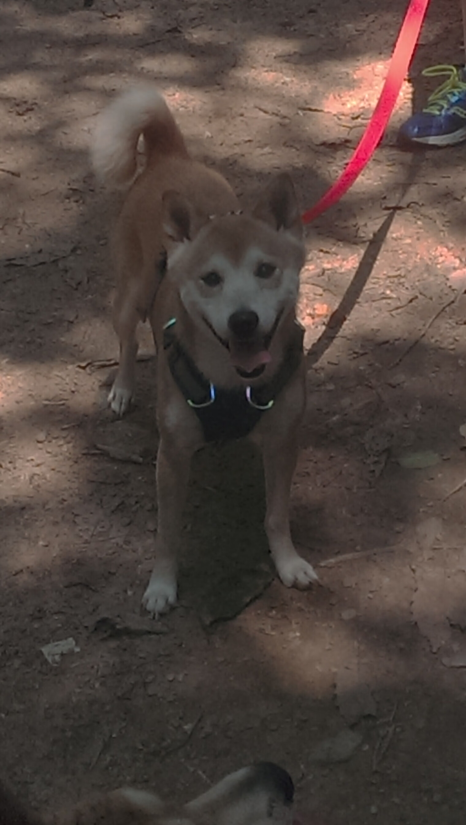 今年联盟助攻最多的球员,你最喜欢谁的传球?,联盟助攻榜