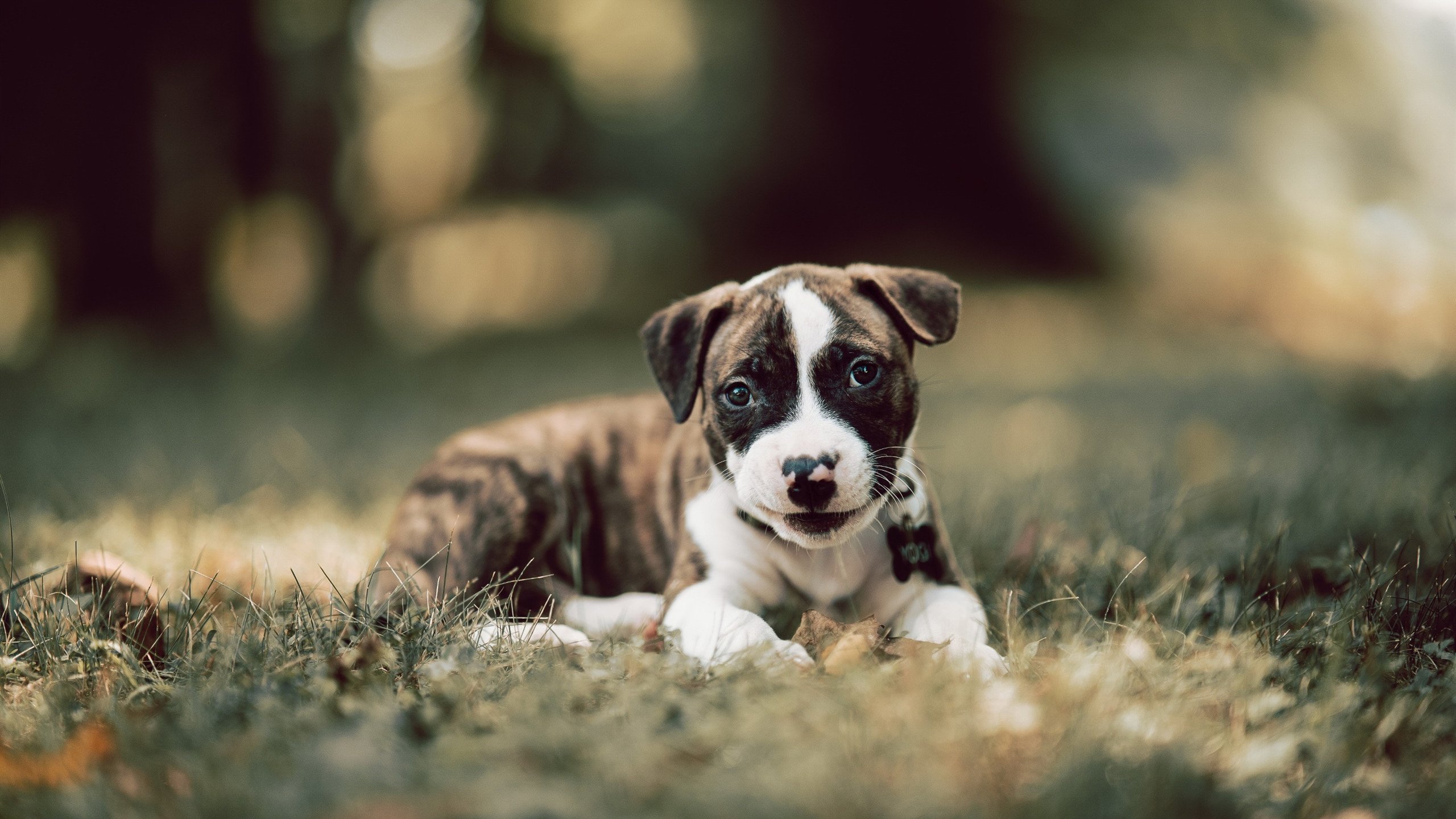 巴西队在2024年南美锦标赛中排名第八，巴西南美世预赛大名单