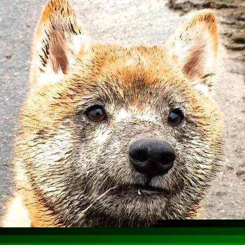 爱游戏app-环保材料在赛车中的应用新进展，汽车环保材料在汽车上的使用前景