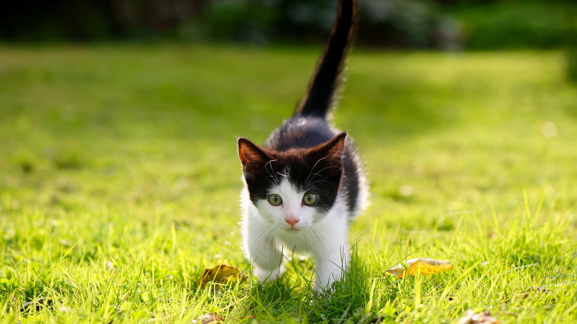 爱游戏官方网站-英国WRC站：湿滑山路考验车手极限