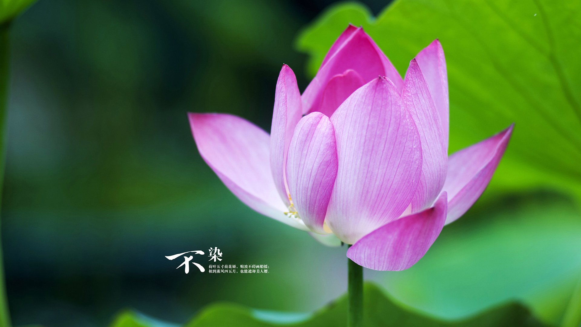 爱游戏体育app-全球热搜：为什么墨西哥踢雪地足球这么强？，墨西哥踢巴西