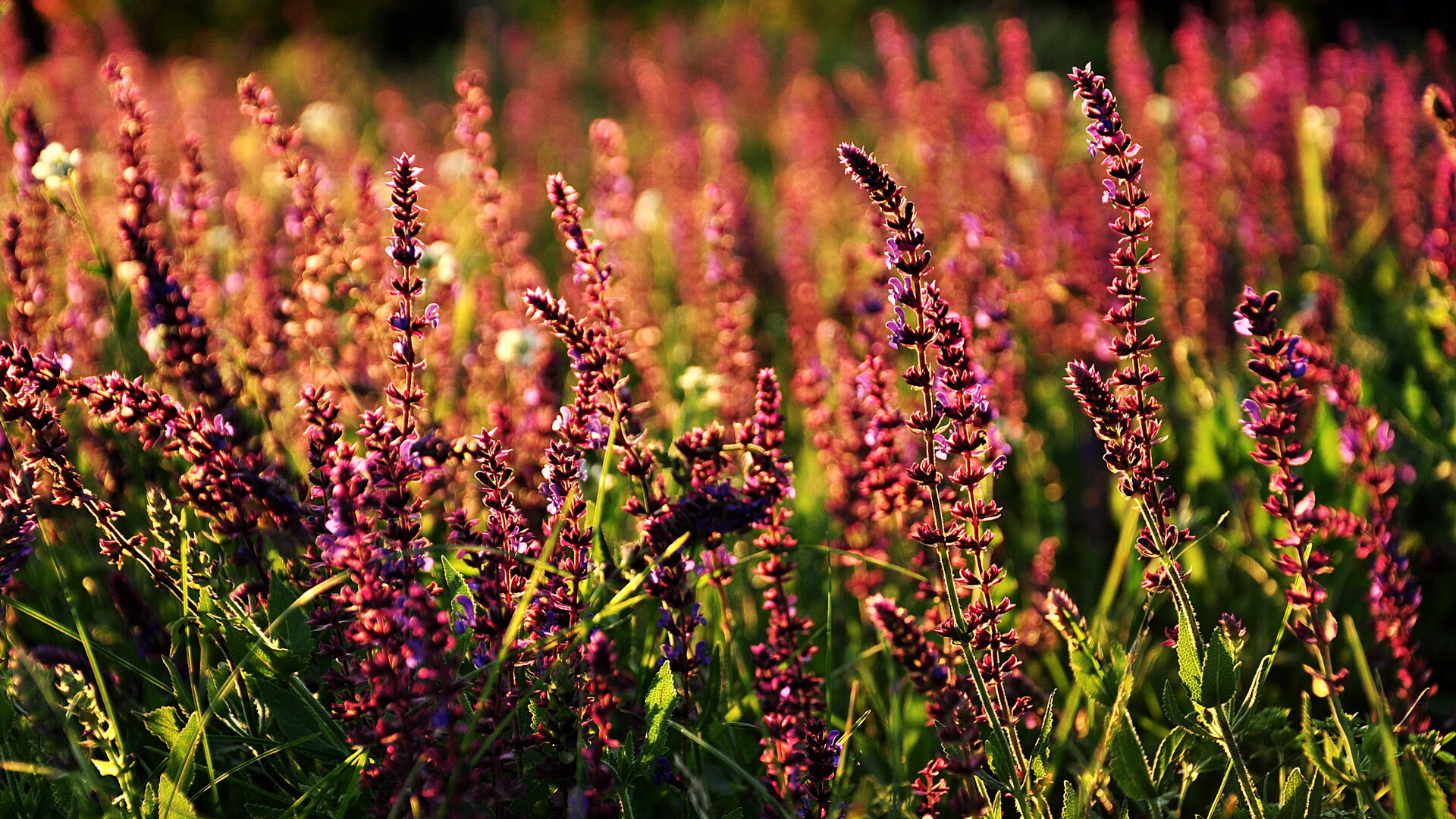 爱游戏体育-公牛球队战术执行力显著提升，公牛队官方网站