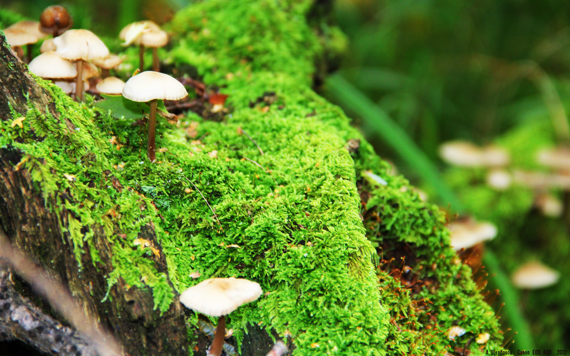 布莱顿锋线效率提升,海鸥军团欲再创佳绩,布莱顿靠近什么海