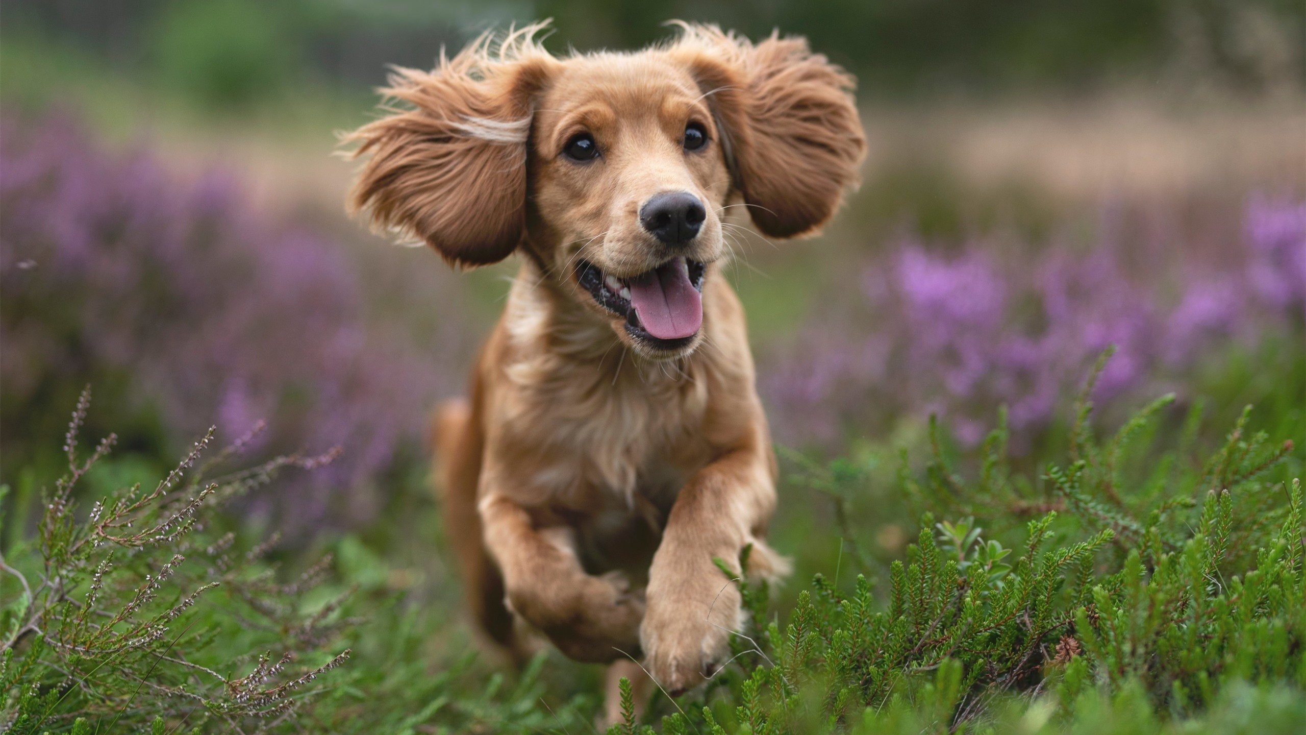 爱游戏 电竞-摩纳哥全取三分，寻求二连胜面对图卢兹，摩纳哥首发