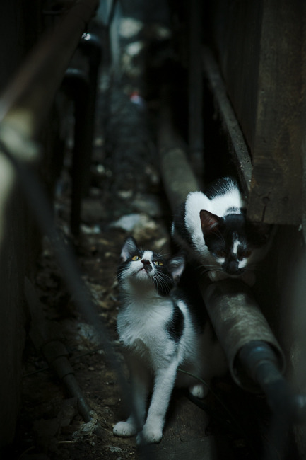 爱游戏官方网站-法兰克福客场-大胜沃尔夫斯堡，亨特梅开二度，法兰克福沃尔夫斯堡比赛结果