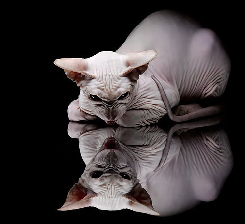 沙特阿拉伯女足首次亮相世界杯,成绩平平,沙特阿拉伯国足世界排名