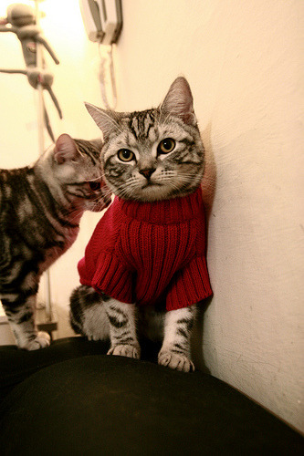 高校体育赛事观众体验提升策略及实践研究，观看体育赛事应注意哪些礼仪常识