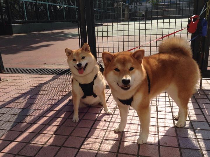 仰泳选手滑行段延长,技术动作顺畅,仰泳划水路线