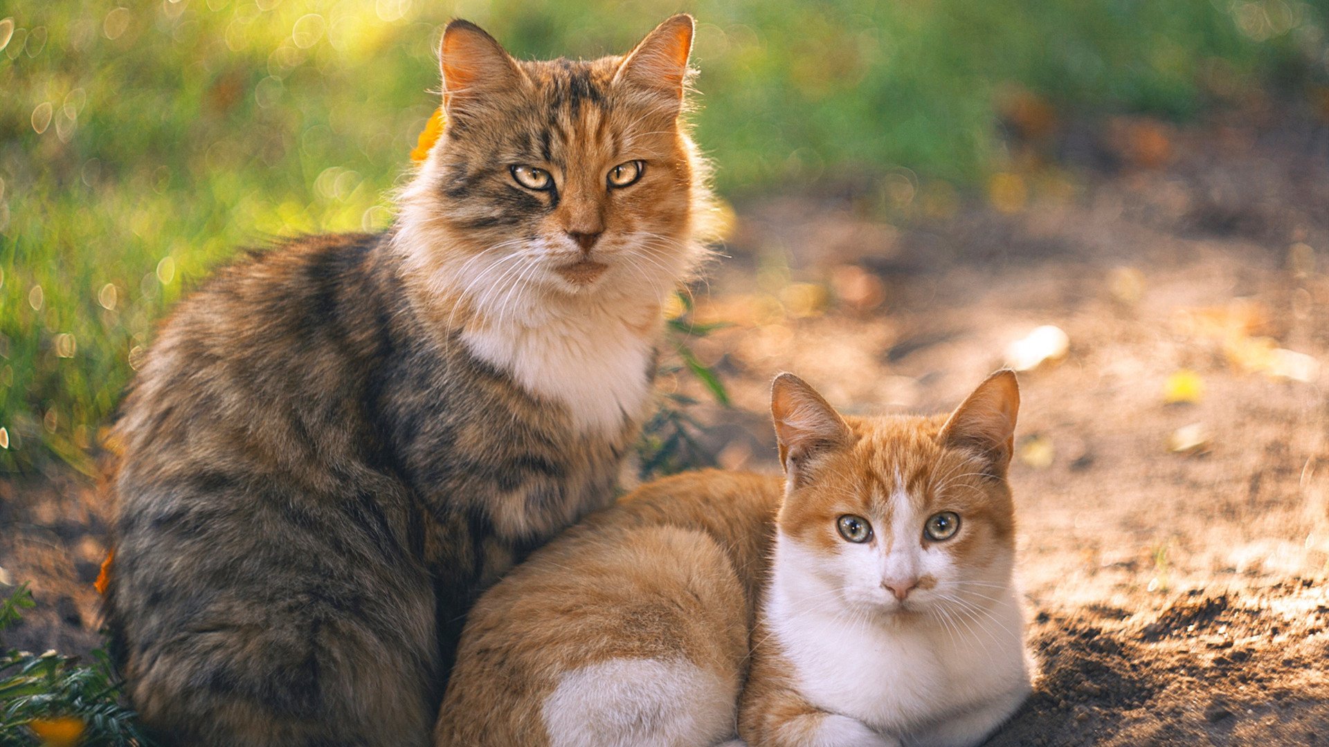 -南非在非洲锦标赛中再度夺冠，体育影响持续扩大，南非洲杯赛制规则