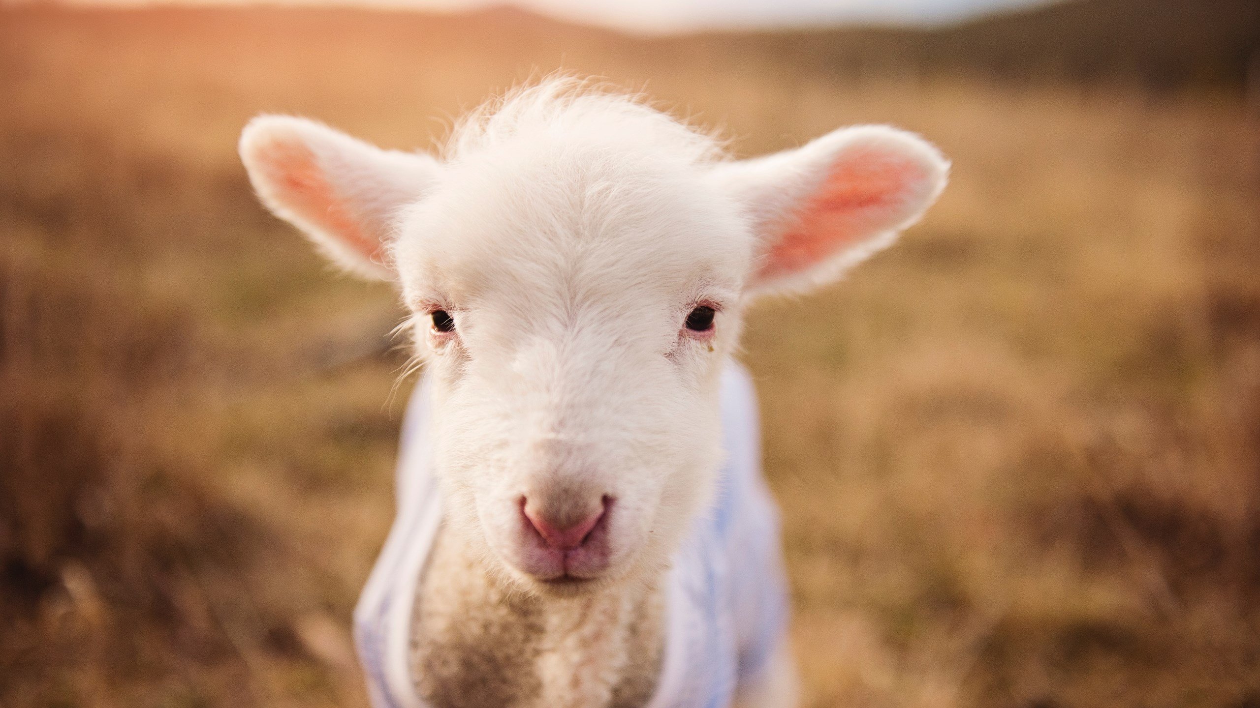 爱游戏app-凯瑟琳·伯科夫赛后分享备赛心得，斯皮尔伯格 凯瑟琳