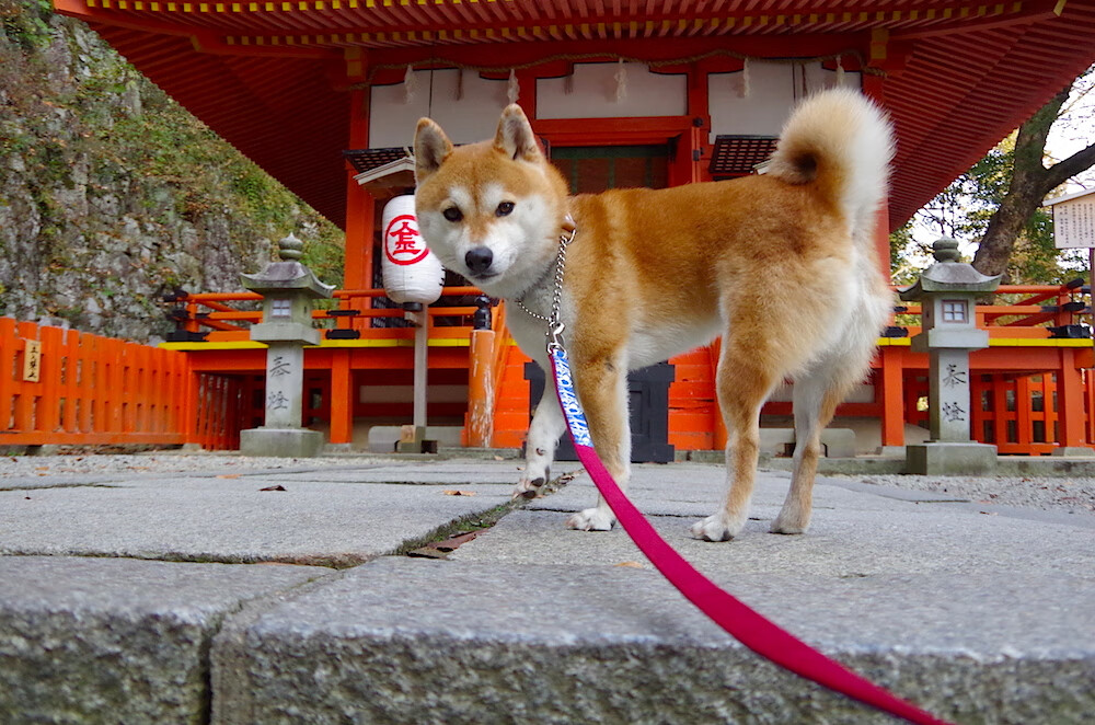 麦克沃伊决赛狂飙刷新世界纪录，迈克麦达沃伊